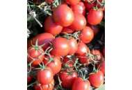 Уно Россо F1 - томат детерминантный, United Genetics фото, цена